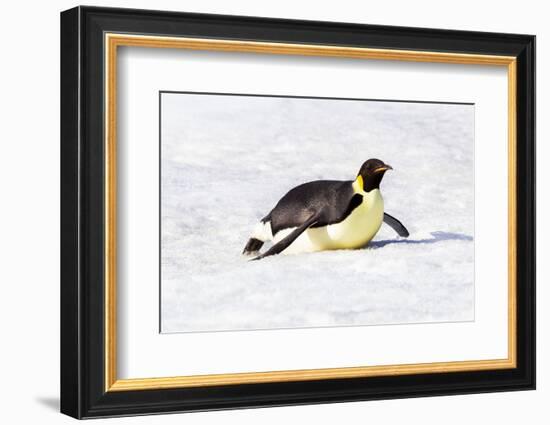 Antarctica, Snow Hill. An emperor penguin propels itself on its belly-Ellen Goff-Framed Photographic Print