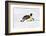 Antarctica, Snow Hill. An emperor penguin propels itself on its belly-Ellen Goff-Framed Photographic Print