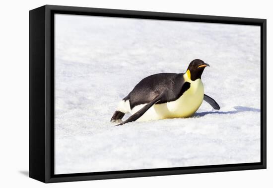 Antarctica, Snow Hill. An emperor penguin propels itself on its belly-Ellen Goff-Framed Premier Image Canvas