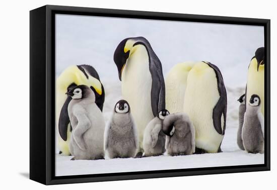 Antarctica, Snow Hill. Chicks stand near the adults in the colony.-Ellen Goff-Framed Premier Image Canvas