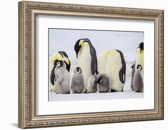 Antarctica, Snow Hill. Chicks stand near the adults in the colony.-Ellen Goff-Framed Photographic Print