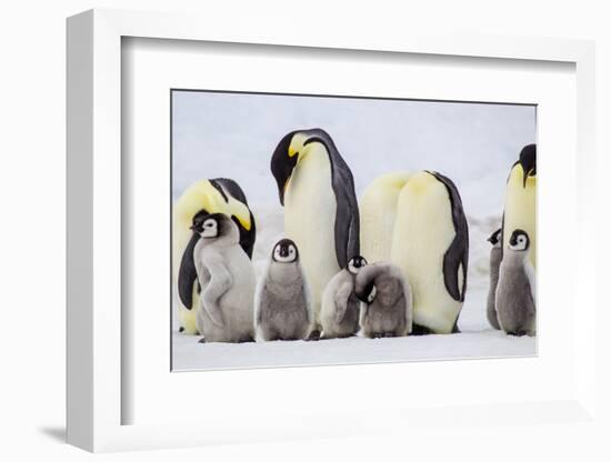 Antarctica, Snow Hill. Chicks stand near the adults in the colony.-Ellen Goff-Framed Photographic Print