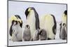 Antarctica, Snow Hill. Chicks stand near the adults in the colony.-Ellen Goff-Mounted Photographic Print