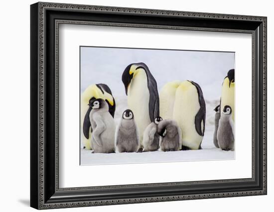 Antarctica, Snow Hill. Chicks stand near the adults in the colony.-Ellen Goff-Framed Photographic Print