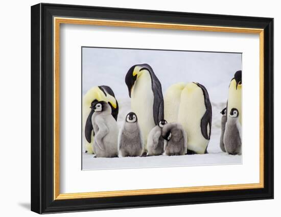 Antarctica, Snow Hill. Chicks stand near the adults in the colony.-Ellen Goff-Framed Photographic Print