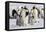 Antarctica, Snow Hill. Emperor penguin chicks stand near an adult in the hopes of being fed.-Ellen Goff-Framed Premier Image Canvas