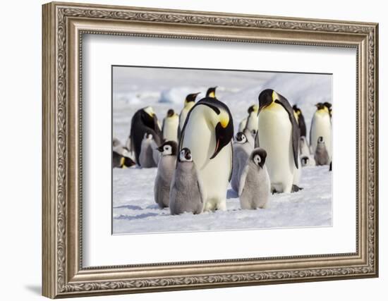 Antarctica, Snow Hill. Emperor penguin chicks stand near an adult in the hopes of being fed.-Ellen Goff-Framed Photographic Print