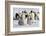 Antarctica, Snow Hill. Emperor penguin chicks stand near an adult in the hopes of being fed.-Ellen Goff-Framed Photographic Print