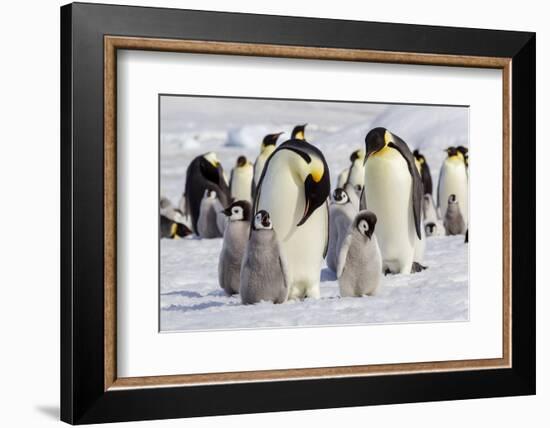 Antarctica, Snow Hill. Emperor penguin chicks stand near an adult in the hopes of being fed.-Ellen Goff-Framed Photographic Print