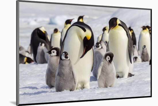 Antarctica, Snow Hill. Emperor penguin chicks stand near an adult in the hopes of being fed.-Ellen Goff-Mounted Photographic Print