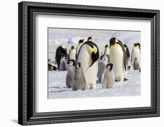 Antarctica, Snow Hill. Emperor penguin chicks stand near an adult in the hopes of being fed.-Ellen Goff-Framed Photographic Print