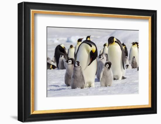 Antarctica, Snow Hill. Emperor penguin chicks stand near an adult in the hopes of being fed.-Ellen Goff-Framed Photographic Print