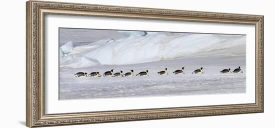 Antarctica, Snow Hill. Emperor penguins return to the rookery scooting over the ice-Ellen Goff-Framed Photographic Print