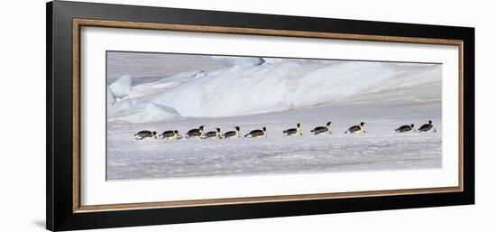 Antarctica, Snow Hill. Emperor penguins return to the rookery scooting over the ice-Ellen Goff-Framed Photographic Print