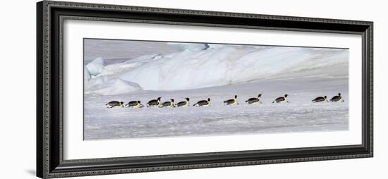 Antarctica, Snow Hill. Emperor penguins return to the rookery scooting over the ice-Ellen Goff-Framed Photographic Print