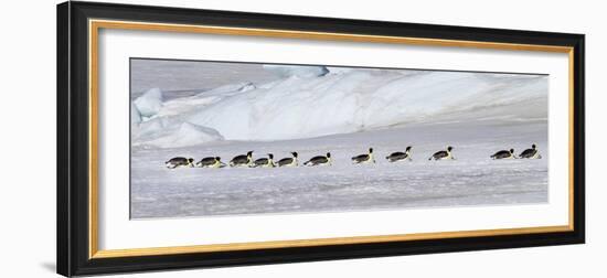 Antarctica, Snow Hill. Emperor penguins return to the rookery scooting over the ice-Ellen Goff-Framed Photographic Print