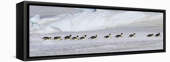 Antarctica, Snow Hill. Emperor penguins return to the rookery scooting over the ice-Ellen Goff-Framed Premier Image Canvas