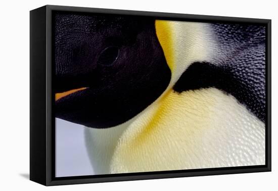 Antarctica, Snow Hill. Headshot of an emperor penguin adult showing the beautiful coloration.-Ellen Goff-Framed Premier Image Canvas