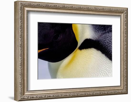 Antarctica, Snow Hill. Headshot of an emperor penguin adult showing the beautiful coloration.-Ellen Goff-Framed Photographic Print