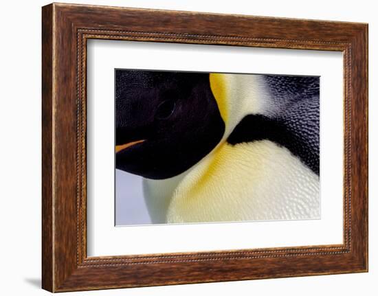 Antarctica, Snow Hill. Headshot of an emperor penguin adult showing the beautiful coloration.-Ellen Goff-Framed Photographic Print