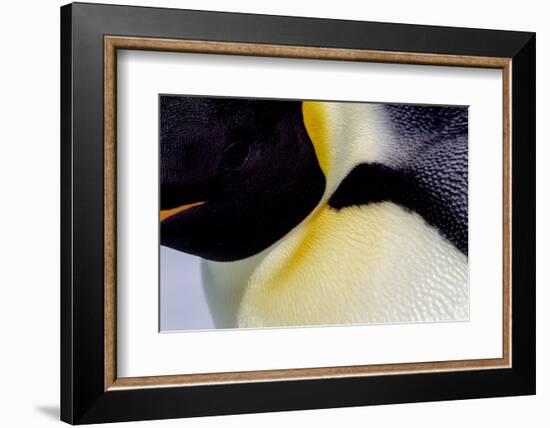 Antarctica, Snow Hill. Headshot of an emperor penguin adult showing the beautiful coloration.-Ellen Goff-Framed Photographic Print