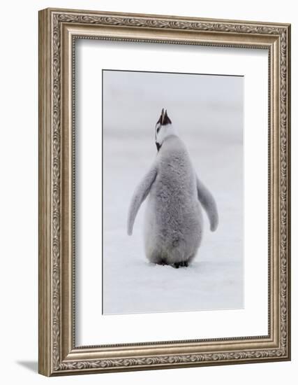 Antarctica, Snow Hill. Portrait of a penguin chick.-Ellen Goff-Framed Photographic Print