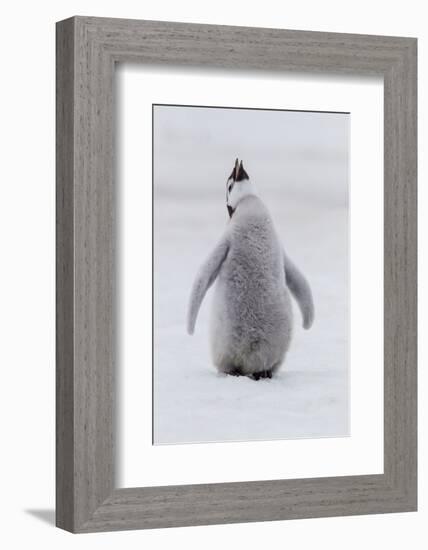 Antarctica, Snow Hill. Portrait of a penguin chick.-Ellen Goff-Framed Photographic Print