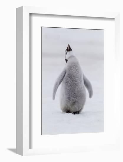 Antarctica, Snow Hill. Portrait of a penguin chick.-Ellen Goff-Framed Photographic Print