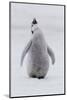 Antarctica, Snow Hill. Portrait of a penguin chick.-Ellen Goff-Mounted Photographic Print