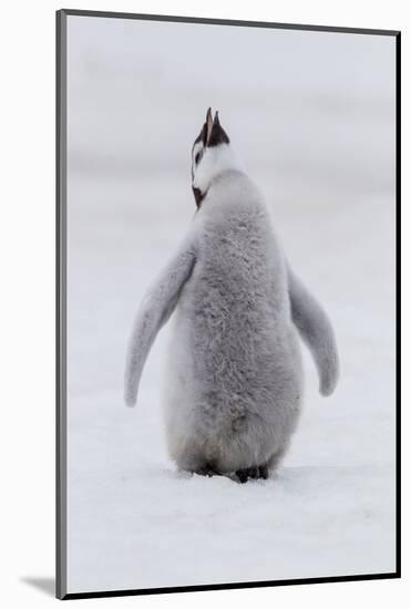 Antarctica, Snow Hill. Portrait of a penguin chick.-Ellen Goff-Mounted Photographic Print