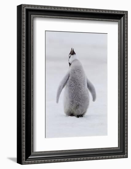 Antarctica, Snow Hill. Portrait of a penguin chick.-Ellen Goff-Framed Photographic Print