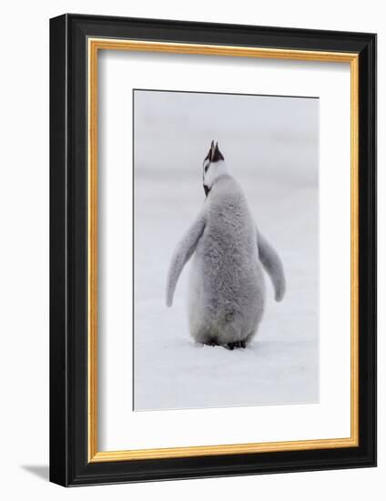 Antarctica, Snow Hill. Portrait of a penguin chick.-Ellen Goff-Framed Photographic Print