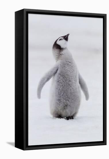 Antarctica, Snow Hill. Portrait of a penguin chick.-Ellen Goff-Framed Premier Image Canvas