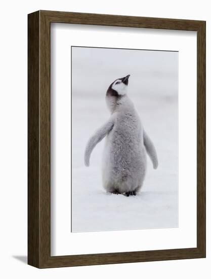 Antarctica, Snow Hill. Portrait of a penguin chick.-Ellen Goff-Framed Photographic Print