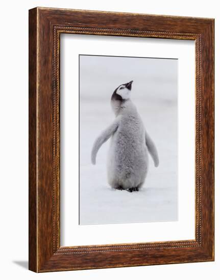 Antarctica, Snow Hill. Portrait of a penguin chick.-Ellen Goff-Framed Photographic Print