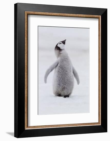 Antarctica, Snow Hill. Portrait of a penguin chick.-Ellen Goff-Framed Photographic Print