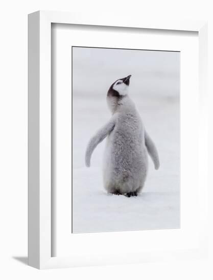 Antarctica, Snow Hill. Portrait of a penguin chick.-Ellen Goff-Framed Photographic Print