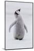 Antarctica, Snow Hill. Portrait of a penguin chick.-Ellen Goff-Mounted Photographic Print