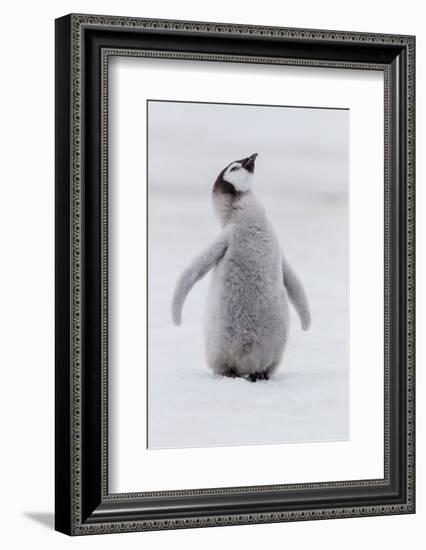 Antarctica, Snow Hill. Portrait of a penguin chick.-Ellen Goff-Framed Photographic Print