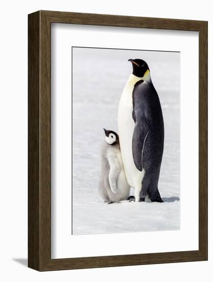 Antarctica, Snow Hill. Portrait of an adult with its chick.-Ellen Goff-Framed Photographic Print