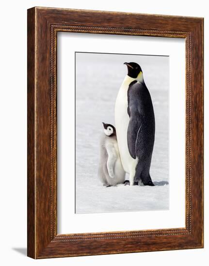 Antarctica, Snow Hill. Portrait of an adult with its chick.-Ellen Goff-Framed Photographic Print