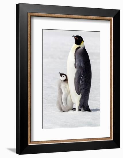 Antarctica, Snow Hill. Portrait of an adult with its chick.-Ellen Goff-Framed Photographic Print