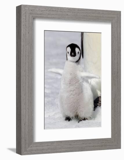 Antarctica, Snow Hill. Portrait of an emperor penguin chick flapping its wings.-Ellen Goff-Framed Photographic Print