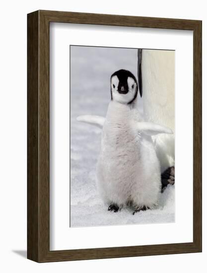 Antarctica, Snow Hill. Portrait of an emperor penguin chick flapping its wings.-Ellen Goff-Framed Photographic Print