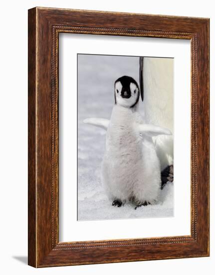 Antarctica, Snow Hill. Portrait of an emperor penguin chick flapping its wings.-Ellen Goff-Framed Photographic Print