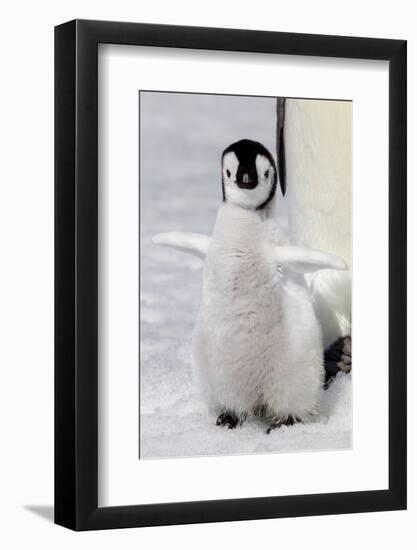 Antarctica, Snow Hill. Portrait of an emperor penguin chick flapping its wings.-Ellen Goff-Framed Photographic Print