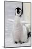 Antarctica, Snow Hill. Portrait of an emperor penguin chick flapping its wings.-Ellen Goff-Mounted Photographic Print