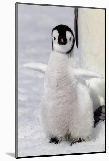 Antarctica, Snow Hill. Portrait of an emperor penguin chick flapping its wings.-Ellen Goff-Mounted Photographic Print