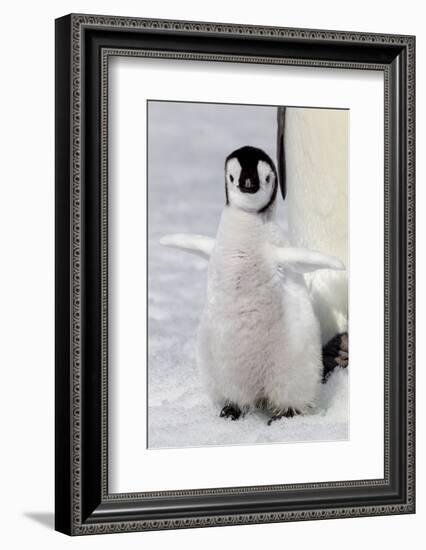 Antarctica, Snow Hill. Portrait of an emperor penguin chick flapping its wings.-Ellen Goff-Framed Photographic Print