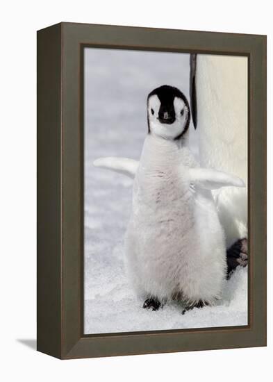 Antarctica, Snow Hill. Portrait of an emperor penguin chick flapping its wings.-Ellen Goff-Framed Premier Image Canvas